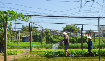 Du lịch Hội An 1 ngày - Tham quan làng rau Trà Quế