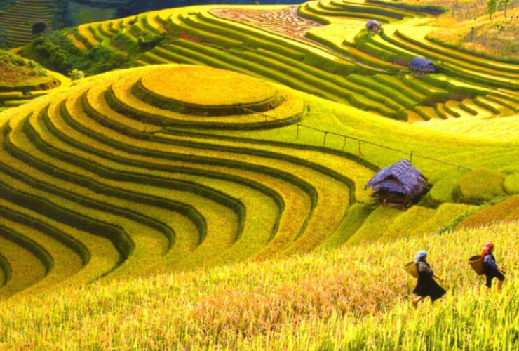 Du lịch Việt Nam quanh năm là một sự thiếu sót nếu không kể đến mùa lúa vàng tại các tỉnh miền núi phía Bắc