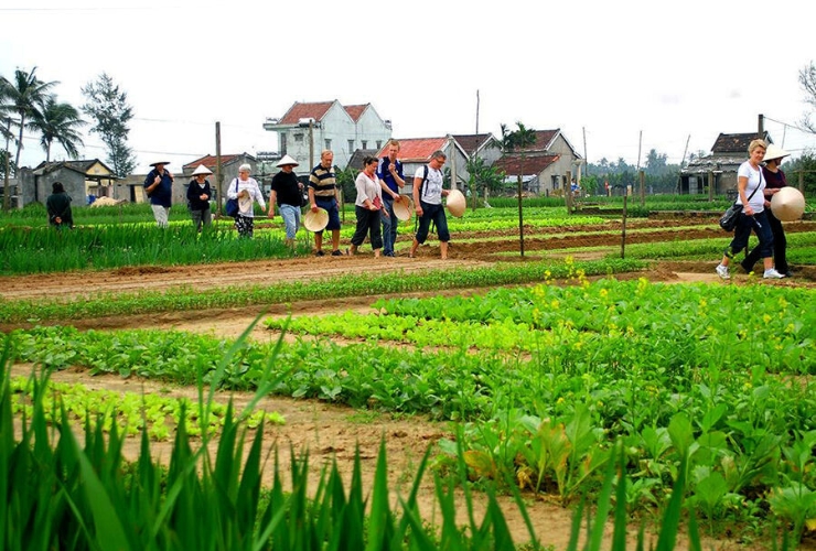 Một ngày ở làng rau Trà Quế – địa điểm tham quan không thể bỏ lỡ ở Hội An