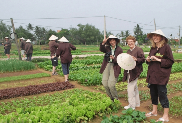 Trồng, tưới và thu hoạch như một nông dân thực thụ ở Trà Quế
