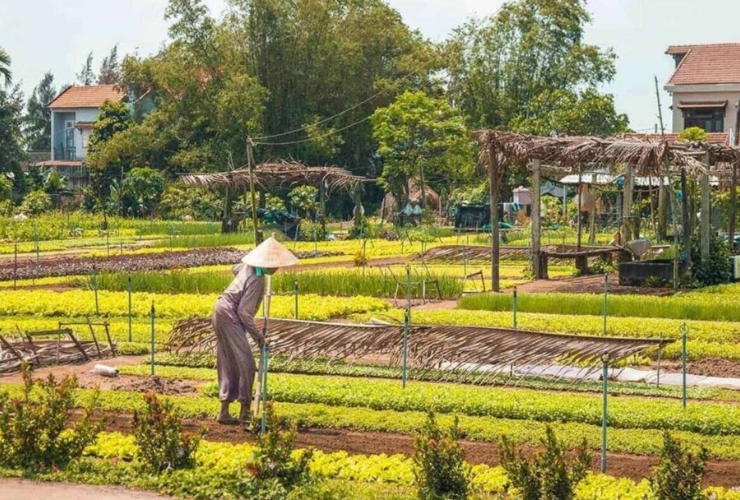 Du lịch Hội An 1 ngày - Tham quan làng rau Trà Quế