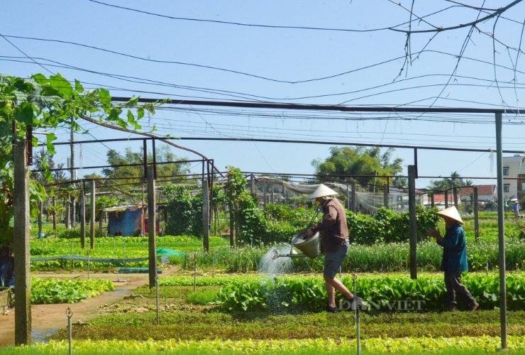 Tham gia hoạt động nông nghiệp ở làng rau Trà Quế