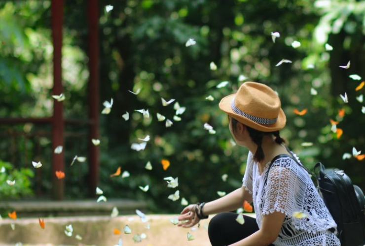 Dưới bầu trời bướm - Vẻ đẹp ngắn ngủi mà kỳ diệu của Cúc Phương