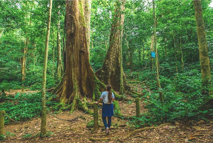 Dạo bước giữa những bộ rễ nghìn năm - Lời gọi từ rừng Cúc Phương