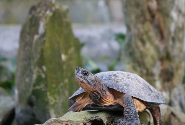 Gặp gỡ những loài rùa được bảo tồn tại Cúc Phương