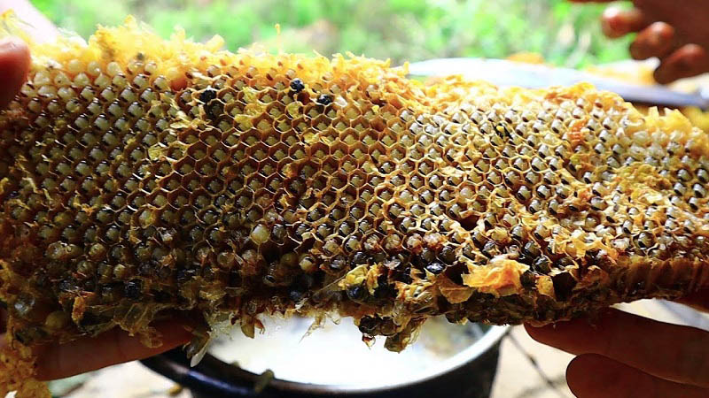 Nhộng ong rừng - Đặc sản Tây Bắc
