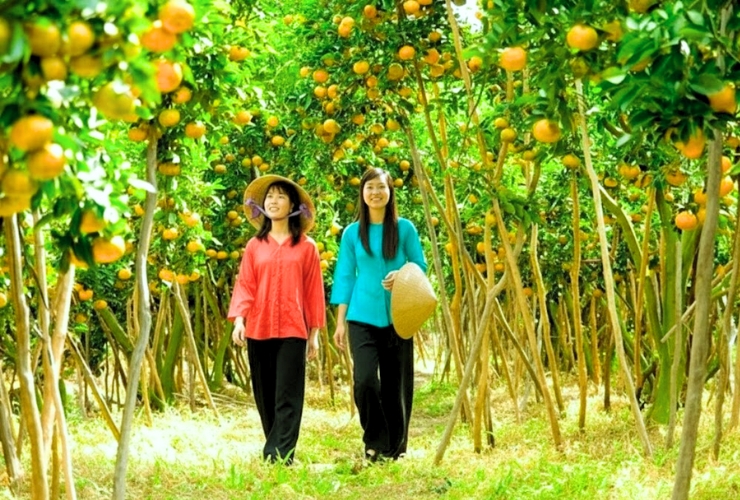 Dạo bước trong vườn trái cây Cái Mơn - Giữa những khu vườn trĩu quả xanh mát