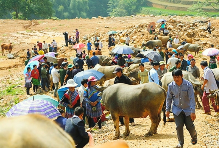 Chợ Cán Cấu – Nơi diễn ra các phiên trao đổi trâu giữa núi rừng