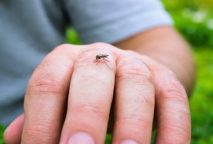 Đi du lịch nhớ phòng muỗi, nhất là chiều tối