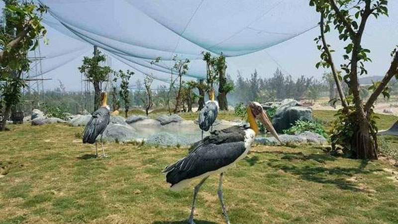 Zoo Safari Park - Công viên động vật hoang dã đầu tiên tại Quy Nhơn