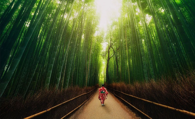 Rừng tre Sagano - Một trong những điểm du lịch đẹp nhất ở Nhật Bản