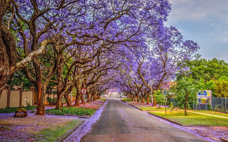 Pretoria - Thành phố hoa phượng tím