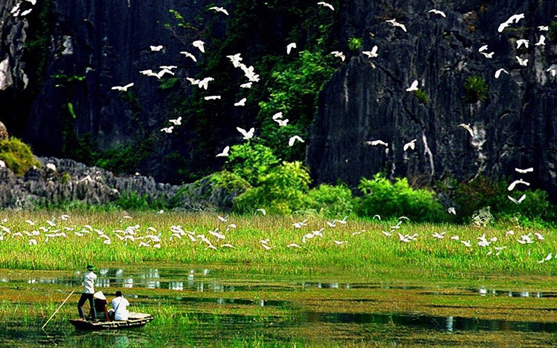 Đến vườn chim Thung Nham, du khách có cảm giác như bị lạc vào thế giới loài chim trong truyền thuyết