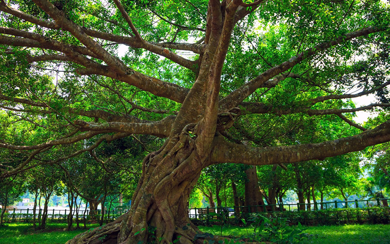 Cây Trò Chỉ với tuổi đời hơn ngàn năm tuổi giữa rừng Cúc Phương