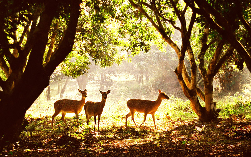 Vườn Quốc gia Cúc Phương là ngôi nhà chung của nhiều động vật quý hiếm