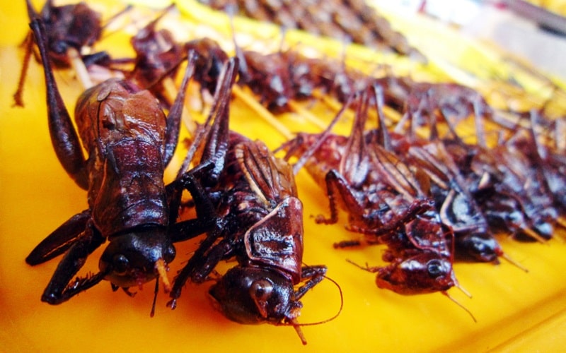 Du khách có thể thưởng thức nhiều đặc sản côn trùng mới lạ trong chợ