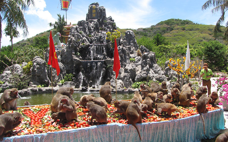 Du khách tham quan, chơi đùa với những chú khỉ tại Đảo Khỉ