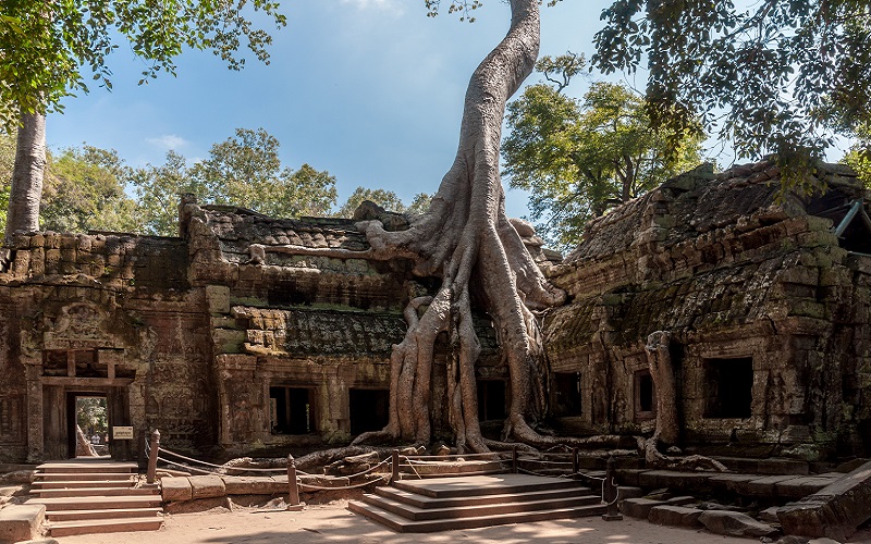 Đền Ta Prohm được bao phủ bởi những rễ cây khổng lồ ngàn năm tuổi