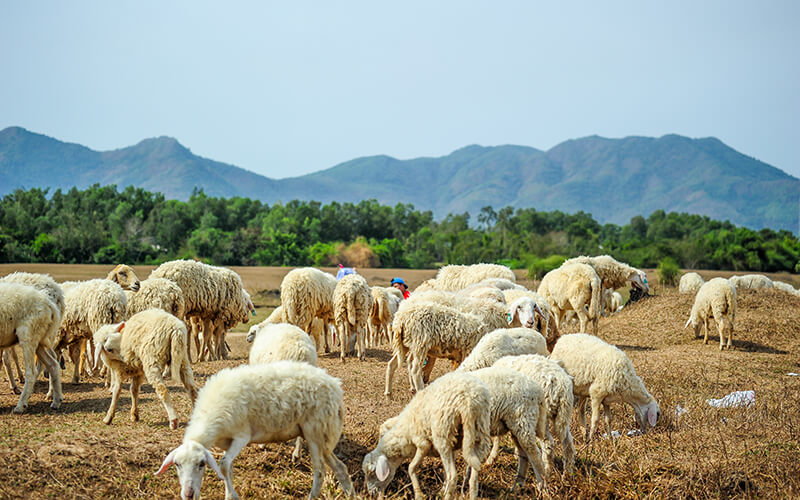 Nông trường cừu có rất nhiều cừu non cho du khách chụp ảnh