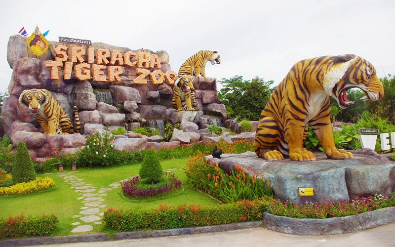 Trại hổ Siracha Tiger Zoo có rất nhiều hoạt động xiếc thú vui nhộn 