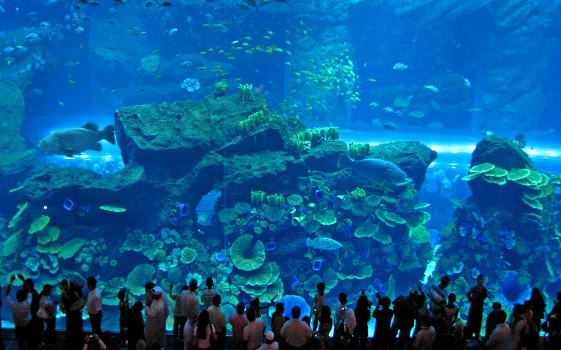 Thủy cung SEA Aquarium khổng lồ chứa hàng trăm nghìn sinh vật biển cho du khách chiêm ngưỡng
