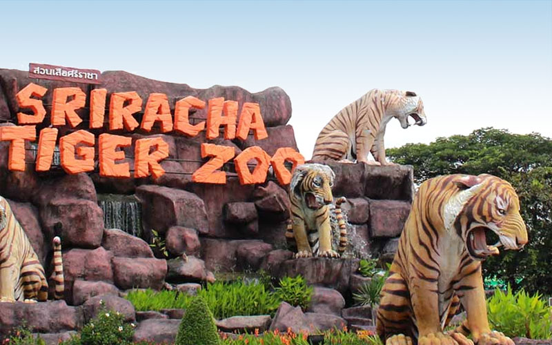Vườn thú Siracha Tiger Zoo có rất nhiều chương trình biểu diễn động vật độc đáo
