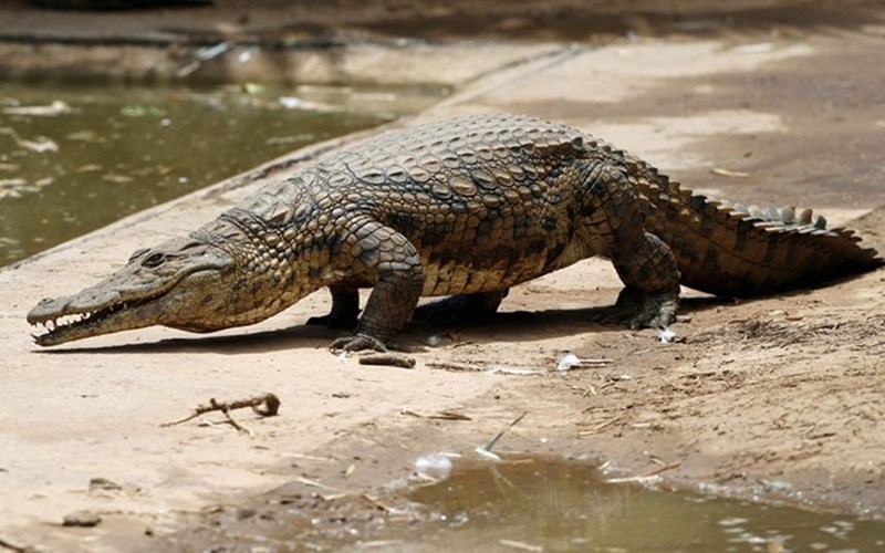 Du khách đi thăm trại nuôi cá sấu