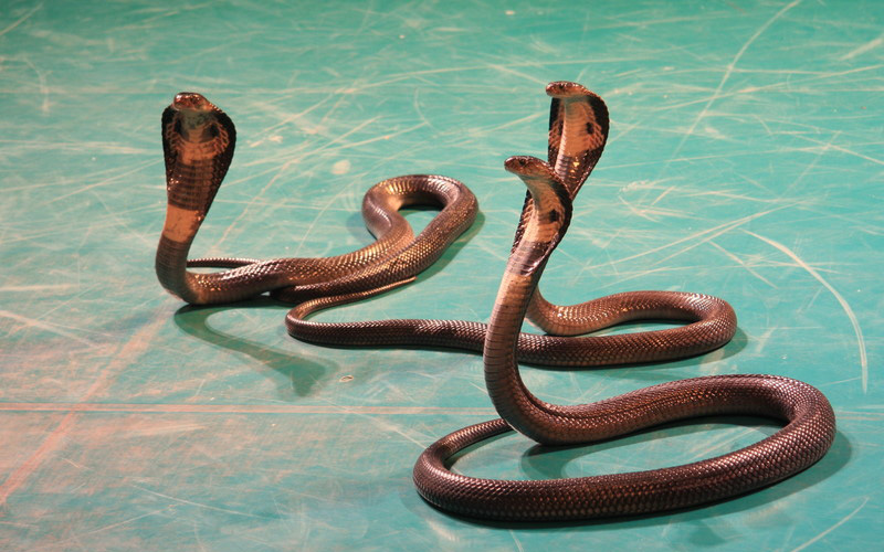 Du khách tham quan trại rắn ở Bangkok