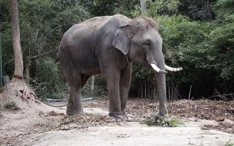 Du khách tham quan trại voi và trải nghiệm cảm giác cưỡi voi ở Chiang Rai