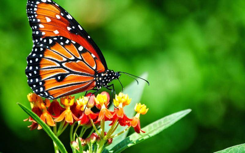 Du khách ghé thăm vườn bướm Saithip rực rỡ sắc màu