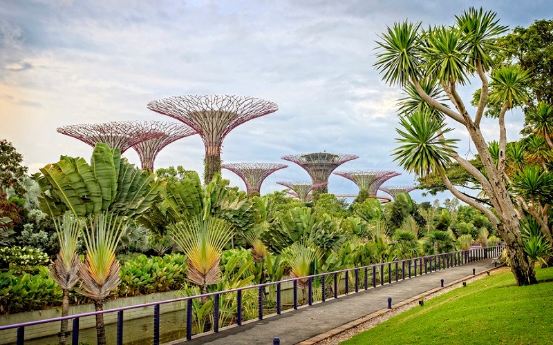 Vườn cây cảnh quý hiếm lớn nhất Singapore với những siêu cây khổng lồ