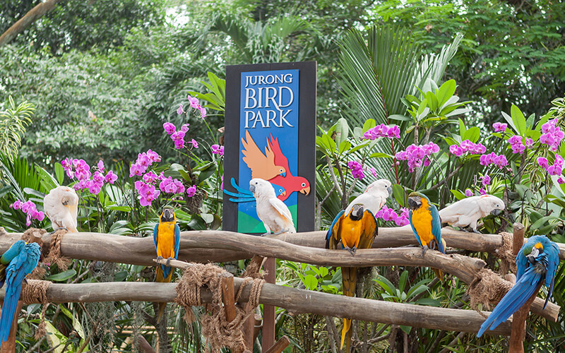 Vườn chim Jurong rực rỡ với nhiều giống chim quý