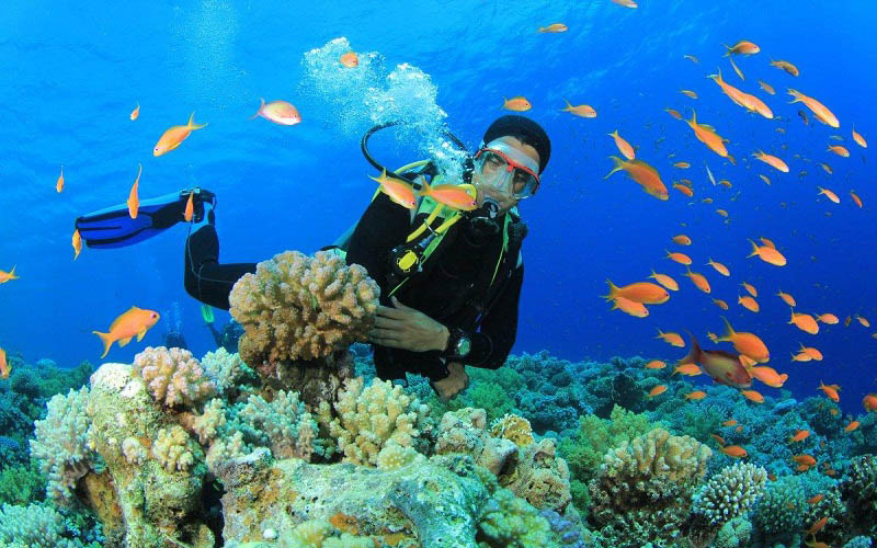 Lặn ngắm san hô tại đảo Hòn Một Nha Trang