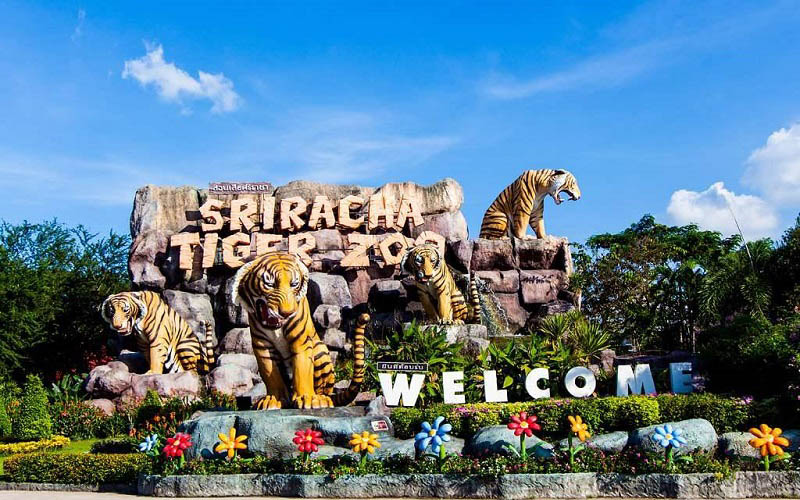 Trại hổ Sriracha Tiger Zoo