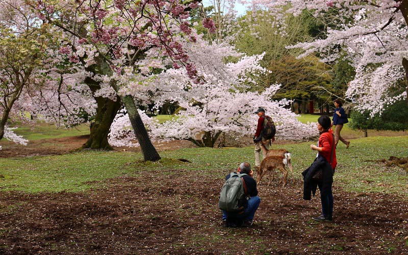 Công viên Nara: Sự kết hợp hài hòa của thiên nhiên