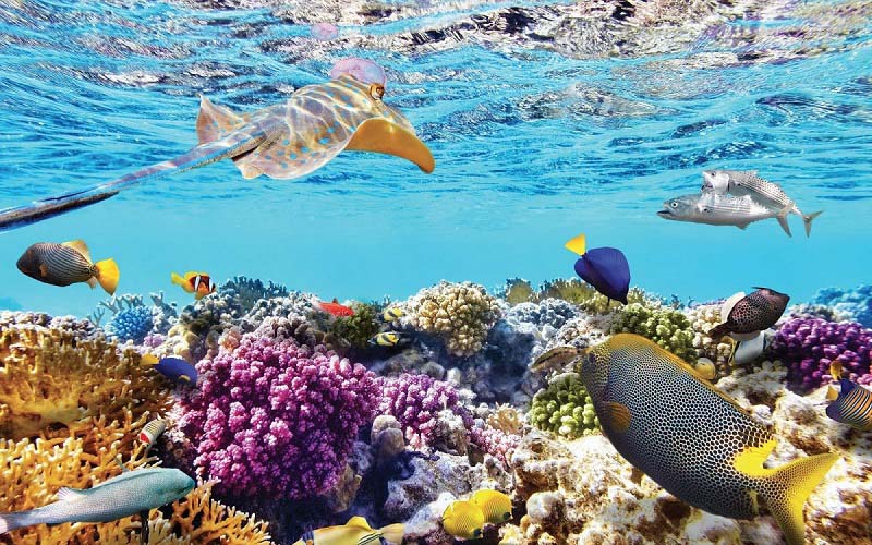 Lặn ngắm san hô và khám phá đại dương ở HP Reef