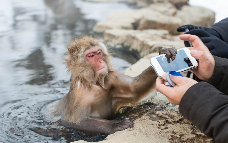 Jigoku Dani: Nơi có những chú khỉ thân thiện nhất thế giới