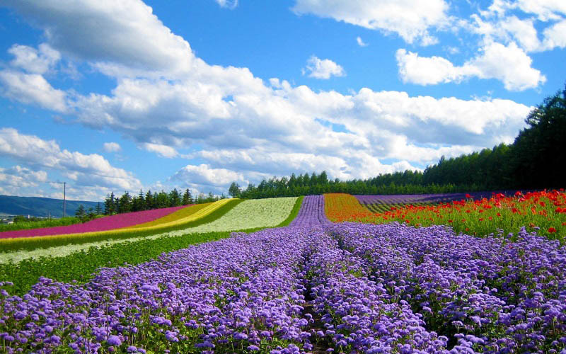 Vườn hoa Đà Lạt với hàng trăm loài hoa đua nhau khoe sắc